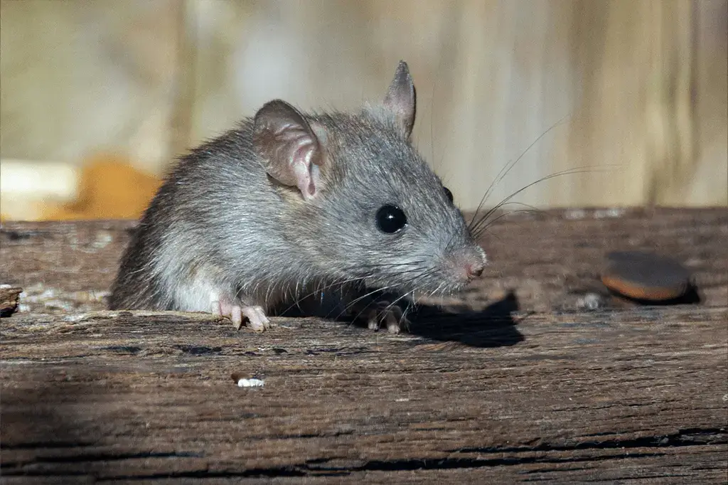 Pack Rat Habitat, & Facts