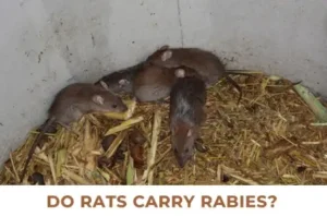 Rats Carry Rabies