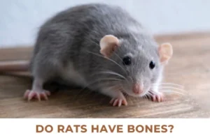 Rats Have Bones