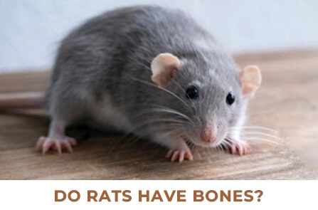 Do Rats Have Bones?