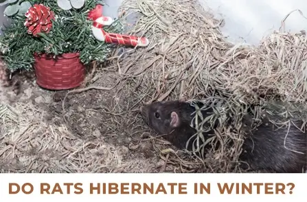 Do Rats Hibernate In Winter?