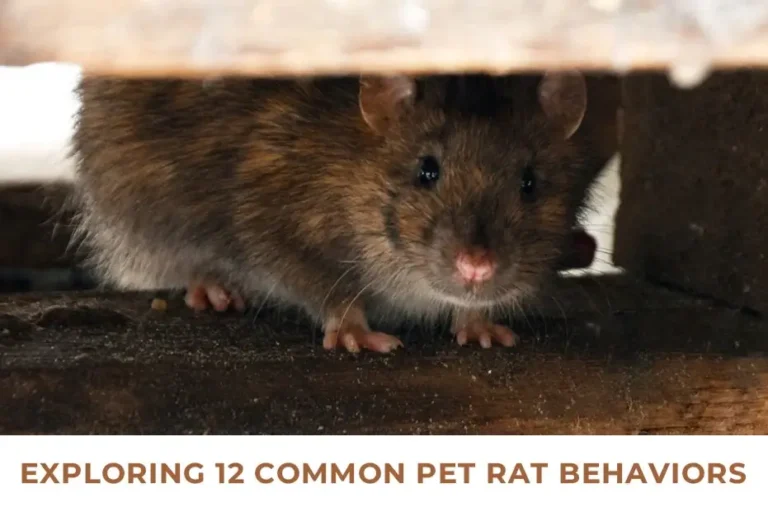 Exploring 12 Common Pet Rat Behaviors