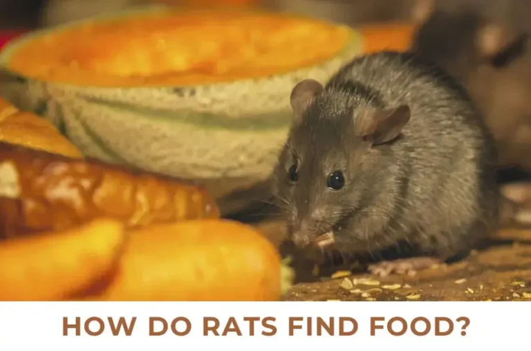 How Do Rats Find Food?