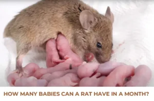 Babies Can A Rat Have In A Month