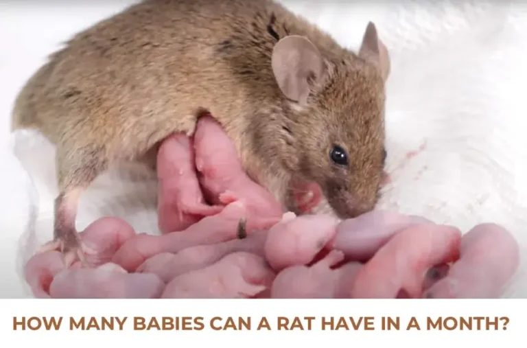 How Many Babies Can A Rat Have In A Month?