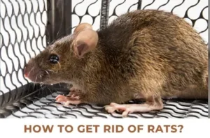 Get Rid Of Rats