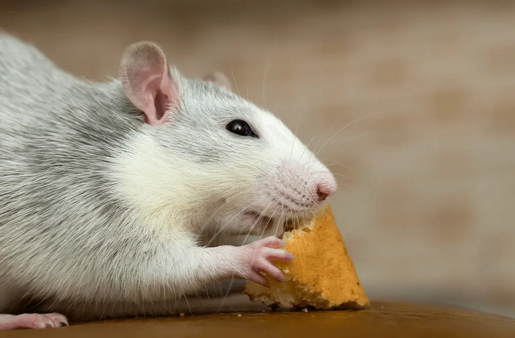 What Food Sources Attract Rodents