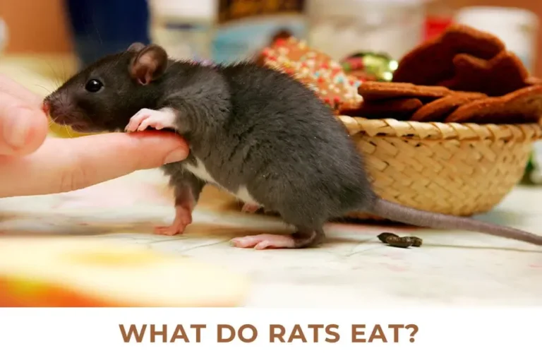 What do Rats Eat?